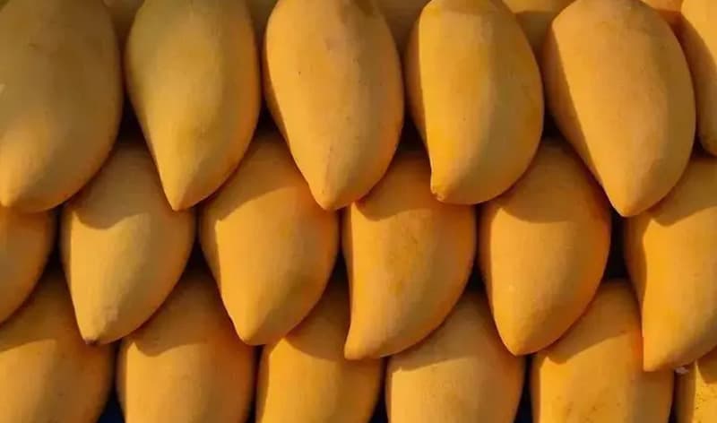 images/1657787868693mango grading  machine.jpg